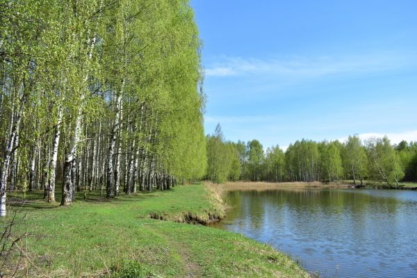 River Birch Pruning in Crestview
