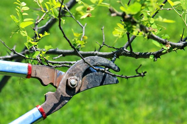 Branches Pruning in Crestview