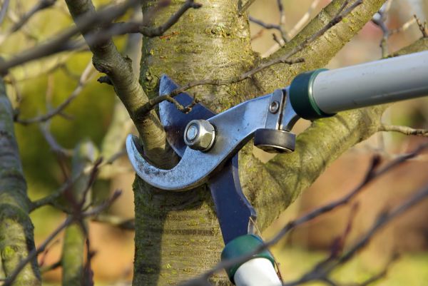 Tree Limb Trimming Service in Crestview