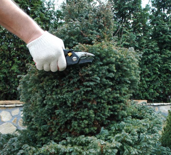 Ornamental Tree Trimming in Crestview