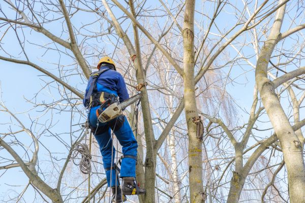 Large Tree Trimming in Crestview