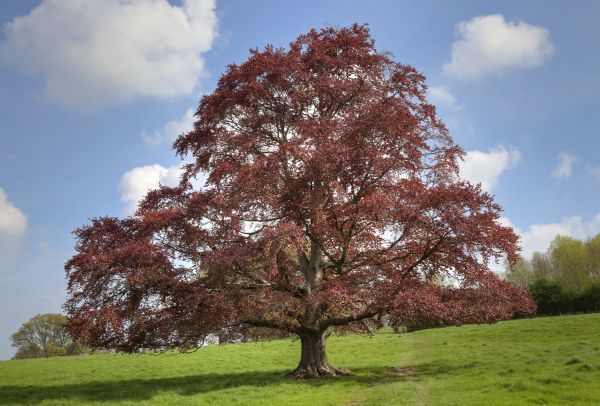 Beech Tree Pruning in Crestview