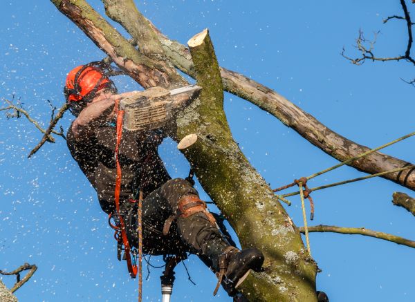 Tree Trimming Service in Crestview