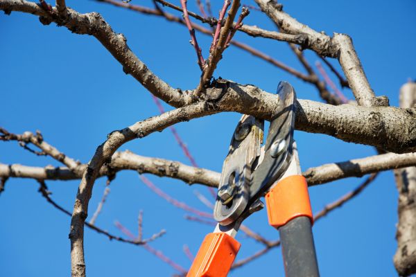 Tree Pruning in Crestview
