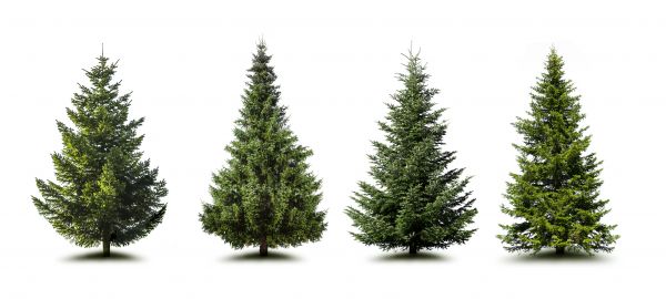 Cost of Pine Tree Trimming in Crestview