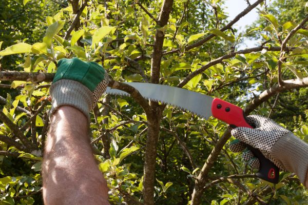 Apple Tree Trimming in Crestview